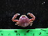  (Philyra syndactyla - AQB-DEC-KER-NEE-03)  @11 [ ] Copyright (2013) Dr.A Biju Kumar Dept. of Aquatic Biology