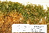  ( - CCDB-25691-A02)  @11 [ ] CreativeCommons - Attribution Non-Commercial Share-Alike (2018) Masha L. Kuzmina Canadian Centre for DNA Barcoding