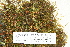  ( - CCDB-25691-C05)  @11 [ ] CreativeCommons - Attribution Non-Commercial Share-Alike (2018) Masha L. Kuzmina Canadian Centre for DNA Barcoding