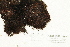  (Andreaea obovata - CCDB-25691-E07)  @11 [ ] CreativeCommons - Attribution Non-Commercial Share-Alike (2018) Masha L. Kuzmina Canadian Centre for DNA Barcoding