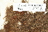  (Andreaea nivalis - CCDB-25691-H07)  @11 [ ] CreativeCommons - Attribution Non-Commercial Share-Alike (2018) Masha L. Kuzmina Canadian Centre for DNA Barcoding