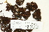  ( - CCDB-25692-D10)  @11 [ ] CreativeCommons - Attribution Non-Commercial Share-Alike (2018) Masha L. Kuzmina Canadian Centre for DNA Barcoding