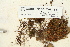  (Oligotrichum falcatum - CCDB-25693-B11)  @11 [ ] CreativeCommons - Attribution Non-Commercial Share-Alike (2018) Masha L. Kuzmina Canadian Centre for DNA Barcoding