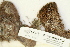  ( - CCDB-25693-E04)  @11 [ ] CreativeCommons - Attribution Non-Commercial Share-Alike (2018) Masha L. Kuzmina Canadian Centre for DNA Barcoding