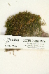  ( - CCDB-25693-F04)  @11 [ ] CreativeCommons - Attribution Non-Commercial Share-Alike (2018) Masha L. Kuzmina Canadian Centre for DNA Barcoding