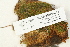  ( - CCDB-25693-G04)  @11 [ ] CreativeCommons - Attribution Non-Commercial Share-Alike (2018) Masha L. Kuzmina Canadian Centre for DNA Barcoding