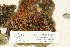  (Oligotrichum hercynicum - CCDB-25693-H12)  @11 [ ] CreativeCommons - Attribution Non-Commercial Share-Alike (2018) Masha L. Kuzmina Canadian Centre for DNA Barcoding