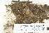  ( - CCDB-25694-G11)  @11 [ ] CreativeCommons - Attribution Non-Commercial Share-Alike (2018) Masha L. Kuzmina Canadian Centre for DNA Barcoding