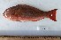  (Sparisoma axillare - ITA-025)  @11 [ ] copyright © (2024) Jacques Panfili UFRPE-DEPAq