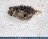  (Chilomycterus sp - SC-137)  @11 [ ] copyright © (2024) Thierry Fredou UFRPE-DEPAq