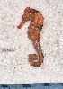  (Hippocampus sp. 2 - SC-152)  @11 [ ] copyright © (2024) Thierry Fredou UFRPE-DEPAq