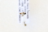  ( - CNC1196331)  @11 [ ] CreativeCommons - Attribution Share-Alike (2024) Unspecified Canadian National Collection of Insects, Arachnids and Nematodes