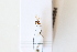  ( - ENV00006584)  @11 [ ] CreativeCommons - Attribution Share-Alike (2024) Unspecified Canadian National Collection of Insects, Arachnids and Nematodes