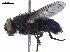  ( - BIOUG51566-B05)  @14 [ ] CreativeCommons - Attribution (2020) CBG Photography Group Centre for Biodiversity Genomics