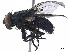  ( - BIOUG51566-B06)  @11 [ ] CreativeCommons - Attribution (2020) CBG Photography Group Centre for Biodiversity Genomics