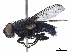  ( - BIOUG51566-B10)  @11 [ ] CreativeCommons - Attribution (2020) CBG Photography Group Centre for Biodiversity Genomics