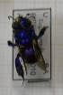  ( - 05662 E07-EaURU)  @12 [ ] CreativeCommons - Attribution Non-Commercial Share-Alike (2015) Unspecified Universidade Federal de Minas Gerais