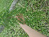  ( - CECOAL-PLANT-089)  @11 [ ] CreativeCommons - Attribution Non-Commercial  Unspecified CECOAL