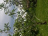  ( - CECOAL-PLANT-083)  @11 [ ] CreativeCommons - Attribution Non-Commercial  Unspecified CECOAL