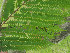  ( - CECOAL-PLANT-083)  @11 [ ] CreativeCommons - Attribution Non-Commercial  Unspecified CECOAL