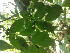  (Eugenia florida - CECOAL-PLANT-084)  @11 [ ] CreativeCommons - Attribution Non-Commercial  Unspecified CECOAL
