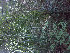  ( - CECOAL-PLANT-093)  @11 [ ] CreativeCommons - Attribution Non-Commercial  Unspecified CECOAL