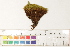  ( - CCDB-34698-B09)  @11 [ ] CreativeCommons - Attribution (2019) CBG Photography Group Centre for Biodiversity Genomics