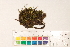  ( - CCDB-34698-E02)  @11 [ ] CreativeCommons - Attribution (2019) CBG Photography Group Centre for Biodiversity Genomics