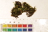  ( - CCDB-34700-A05)  @11 [ ] CreativeCommons - Attribution (2019) CBG Photography Group Centre for Biodiversity Genomics