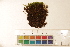  ( - CCDB-34700-B06)  @11 [ ] CreativeCommons - Attribution (2019) CBG Photography Group Centre for Biodiversity Genomics