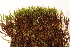  ( - CCDB-34700-B06)  @11 [ ] CreativeCommons - Attribution (2019) CBG Photography Group Centre for Biodiversity Genomics