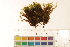 ( - CCDB-34700-C12)  @11 [ ] CreativeCommons - Attribution (2019) CBG Photography Group Centre for Biodiversity Genomics