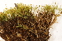  ( - CCDB-34700-C12)  @11 [ ] CreativeCommons - Attribution (2019) CBG Photography Group Centre for Biodiversity Genomics