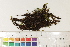  ( - CCDB-34700-D01)  @11 [ ] CreativeCommons - Attribution (2019) CBG Photography Group Centre for Biodiversity Genomics