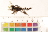  ( - CCDB-34700-D04)  @11 [ ] CreativeCommons - Attribution (2019) CBG Photography Group Centre for Biodiversity Genomics