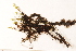  ( - CCDB-34700-D04)  @11 [ ] CreativeCommons - Attribution (2019) CBG Photography Group Centre for Biodiversity Genomics