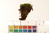  ( - CCDB-34700-D06)  @11 [ ] CreativeCommons - Attribution (2019) CBG Photography Group Centre for Biodiversity Genomics