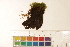 ( - CCDB-34700-E06)  @11 [ ] CreativeCommons - Attribution (2019) CBG Photography Group Centre for Biodiversity Genomics