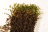  ( - CCDB-34700-E06)  @11 [ ] CreativeCommons - Attribution (2019) CBG Photography Group Centre for Biodiversity Genomics