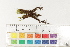  ( - CCDB-34700-F01)  @11 [ ] CreativeCommons - Attribution (2019) CBG Photography Group Centre for Biodiversity Genomics