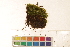  ( - CCDB-34700-F08)  @11 [ ] CreativeCommons - Attribution (2019) CBG Photography Group Centre for Biodiversity Genomics
