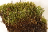  ( - CCDB-34700-F08)  @11 [ ] CreativeCommons - Attribution (2019) CBG Photography Group Centre for Biodiversity Genomics
