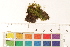  ( - CCDB-34700-H12)  @11 [ ] CreativeCommons - Attribution (2019) CBG Photography Group Centre for Biodiversity Genomics