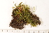  ( - CCDB-34700-H12)  @11 [ ] CreativeCommons - Attribution (2019) CBG Photography Group Centre for Biodiversity Genomics