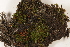  (Bartramia - CCDB-34701-C05)  @11 [ ] CreativeCommons - Attribution (2019) CBG Photography Group Centre for Biodiversity Genomics