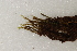  ( - CCDB-34701-H01)  @11 [ ] CreativeCommons - Attribution (2019) CBG Photography Group Centre for Biodiversity Genomics