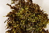 ( - CCDB-34701-H09)  @11 [ ] CreativeCommons - Attribution (2019) CBG Photography Group Centre for Biodiversity Genomics