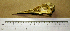  (Thalasseus bergii - AJB 5621)  @12 [ ] CreativeCommons - Attribution (2010) Unspecified Royal Ontario Museum