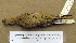  ( - JGS 2122)  @13 [ ] CreativeCommons - Attribution (2010) Unspecified Royal Ontario Museum