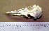 ( - RRS 265)  @11 [ ] CreativeCommons - Attribution (2010) Unspecified Royal Ontario Museum